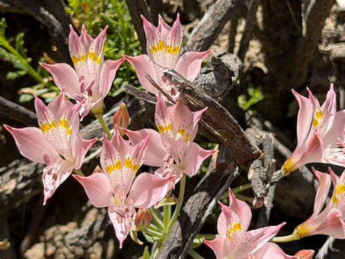 Alstroemeria angustifolia, photograph 4