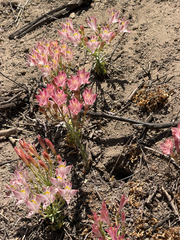 Alstroemeria angustifolia, photograph Cody Hinchliff, CC BY, iNaturalist via GBIF