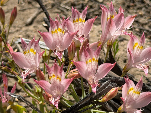 Alstroemeria angustifolia, photograph 5