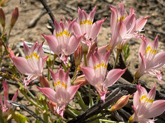 Alstroemeria angustifolia, photograph Cody Hinchliff, CC BY, iNaturalist via GBIF