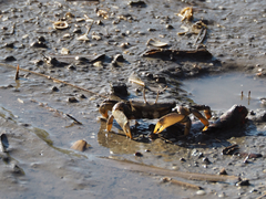 Macrophthalmus japonicus