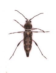 Chlorophorus capensis