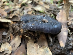 Entoloma medianox