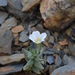 Cerastium lithospermifolium - Photo (c) Aleksandr Naumenko, μερικά δικαιώματα διατηρούνται (CC BY-NC), uploaded by Aleksandr Naumenko