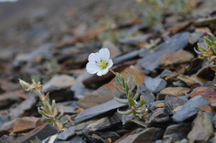 Cerastium lithospermifolium