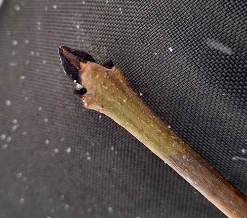 Green ash