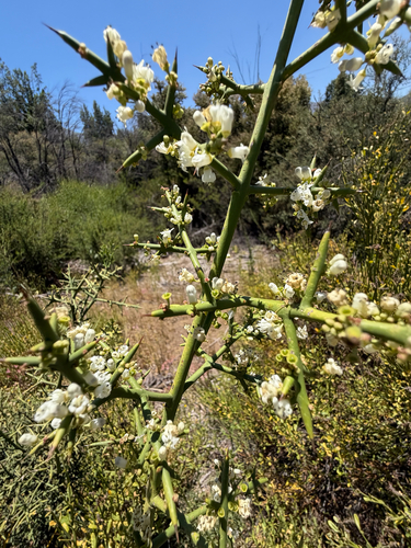Colletia hystrix (Colletia hystrix)