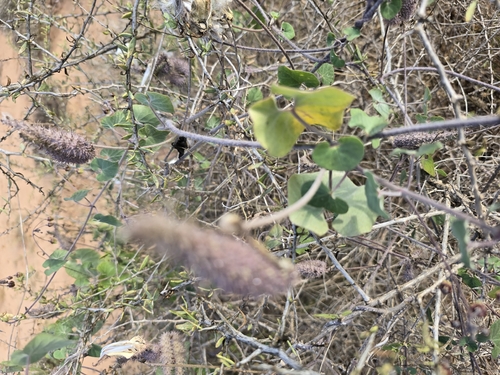 Trellis-vine