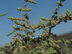 Salsoloideae