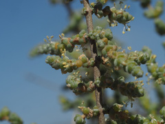 Salsoloideae