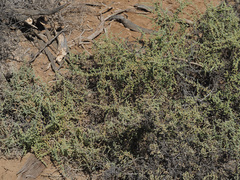 Salsoloideae