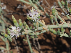 Mesembryanthemum leptarthron