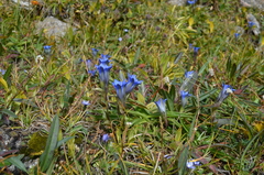 Gentiana kaufmanniana