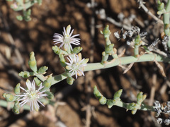 Mesembryanthemum leptarthron