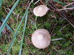 Inocybe albodisca