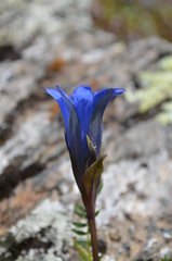Gentiana kaufmanniana