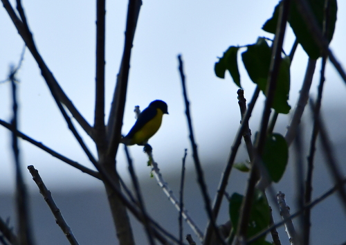 West Mexican Euphonia (Euphonia godmani), photo 4