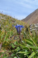Gentiana kaufmanniana
