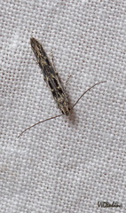 Batrachedra praeangusta