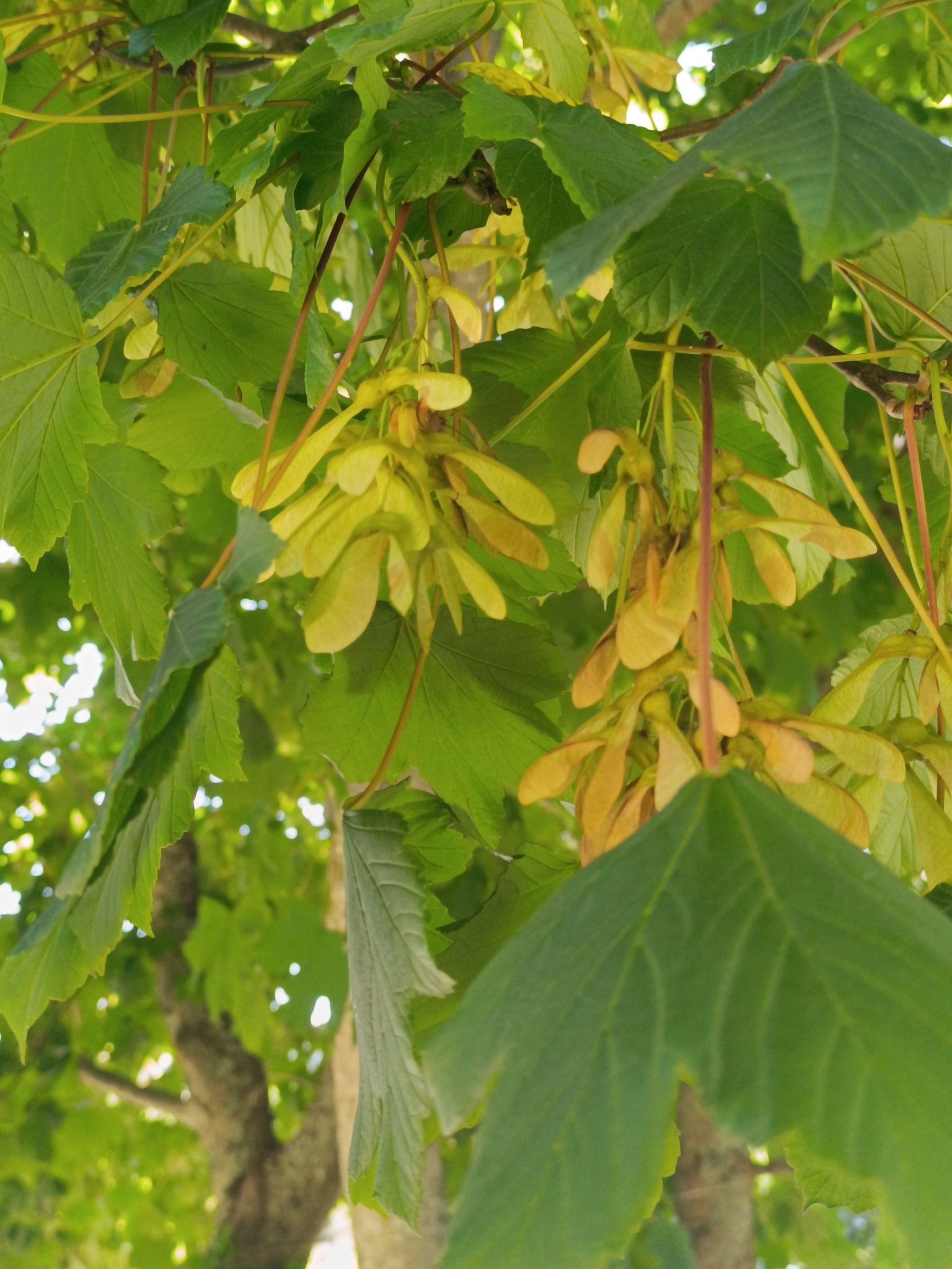 Sycamore maple