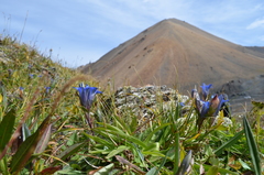 Gentiana kaufmanniana