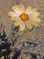 Dimorphotheca pinnata