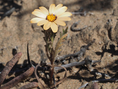 Dimorphotheca pinnata