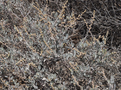 Atriplex vestita