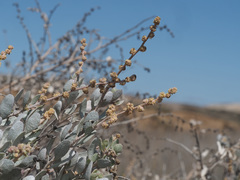 Atriplex vestita
