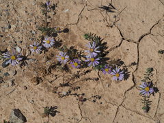 Amellus alternifolius