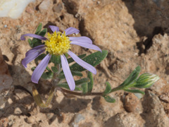 Amellus alternifolius
