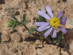 Amellus alternifolius