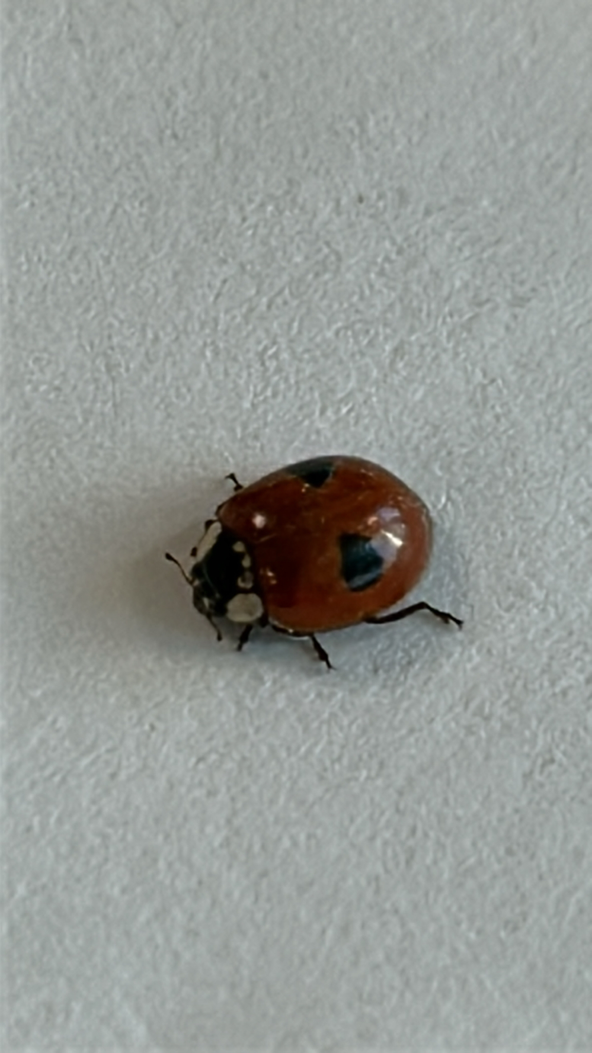 Adalia bipunctata