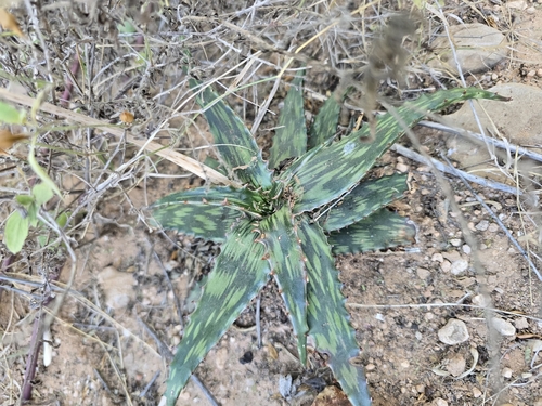 Somaliland Aloe