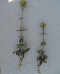 Centranthus calcitrapae