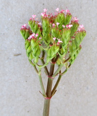 Centranthus calcitrapae
