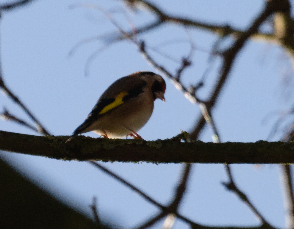 European Goldfinch (Carduelis carduelis), photo 4