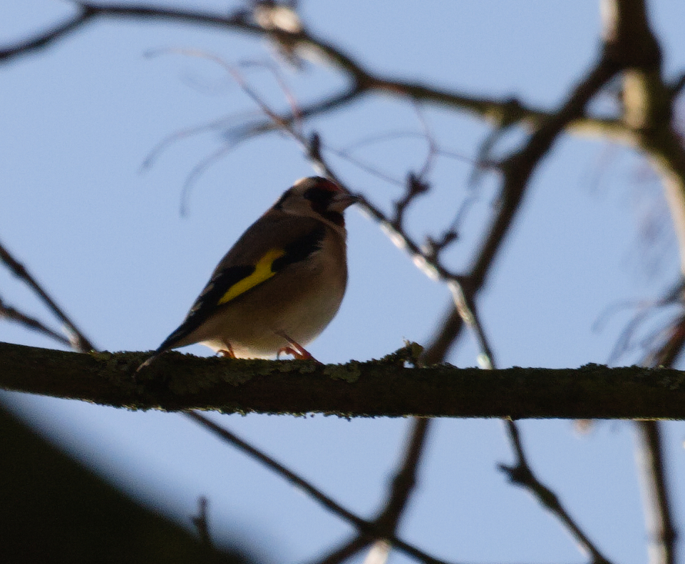 European Goldfinch (Carduelis carduelis), photo 3