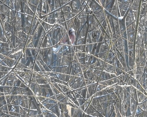 Long-tailed Rosefinch (Carpodacus sibiricus), photo 3