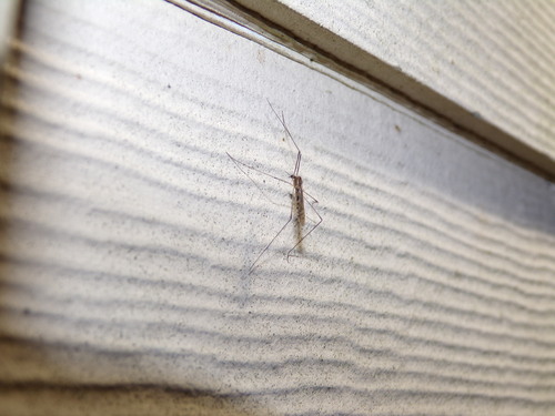 Unknown species found near Villages Of Bear Creek, TX 77449, USA
