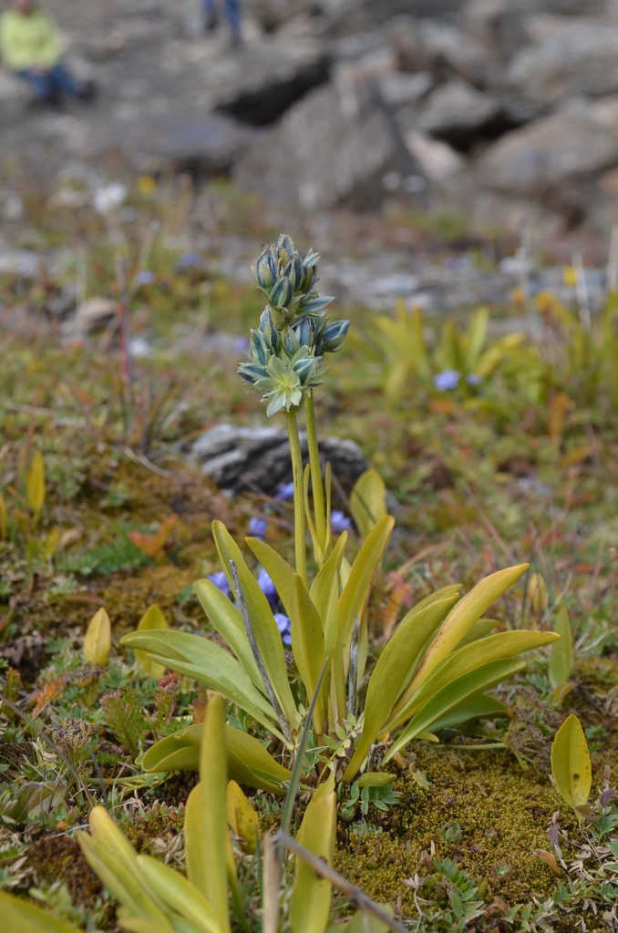 Swertia marginata