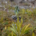Swertia marginata - Photo (c) Aleksandr Naumenko, algunos derechos reservados (CC BY-NC), subido por Aleksandr Naumenko