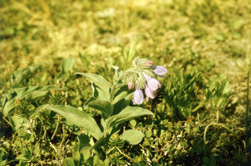 Kamchatka Bluebells (Mertensia kamczatica)