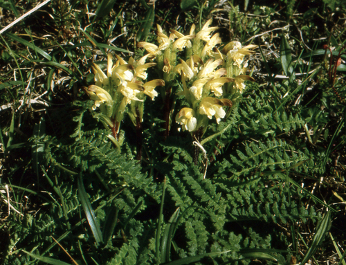 Oeder's Lousewort (Pedicularis oederi)