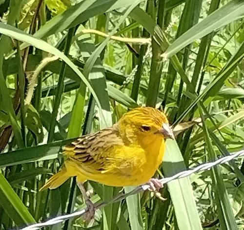 Saffron Finch