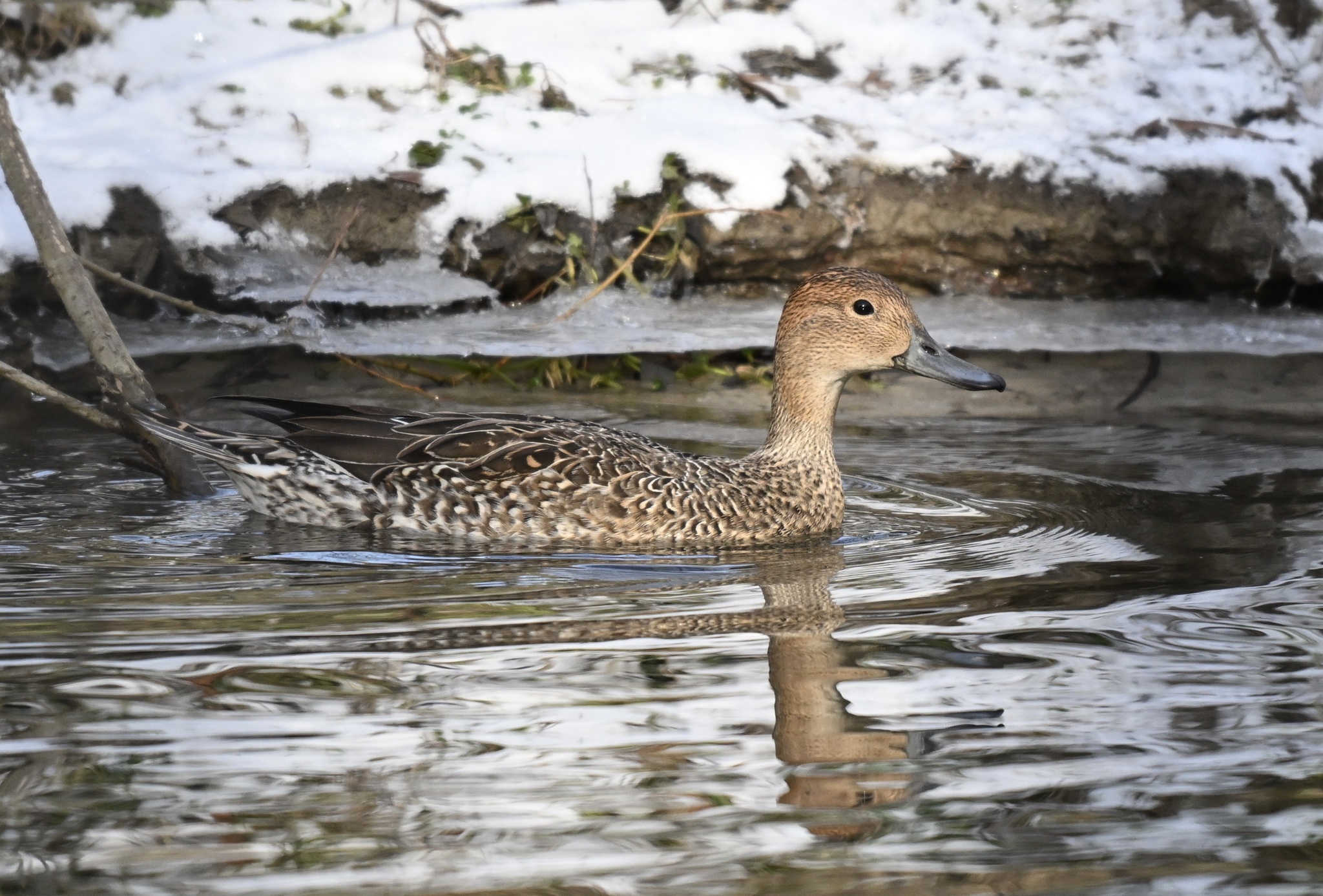 Northern Pintail (Anas acuta), photo 4