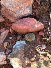 Aylostera pygmaea, photograph (c) Kay Urban, some rights reserved (CC BY)