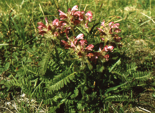 Sudetic Lousewort (Pedicularis sudetica)