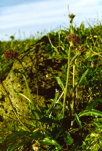 nutty saw-wort (Saussurea nuda)