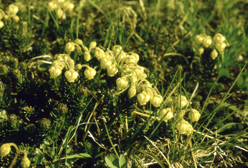 Phyllodoce aleutica, photograph 6